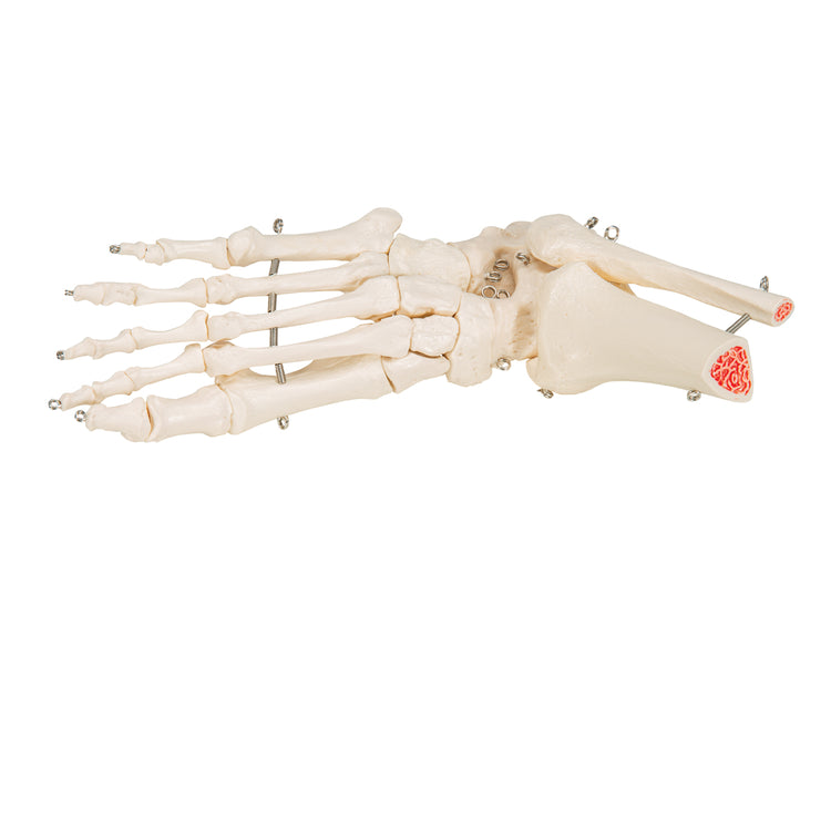 Squelette du pied avec moignon tibia et fibula (péroné), sur fil de fer, côté