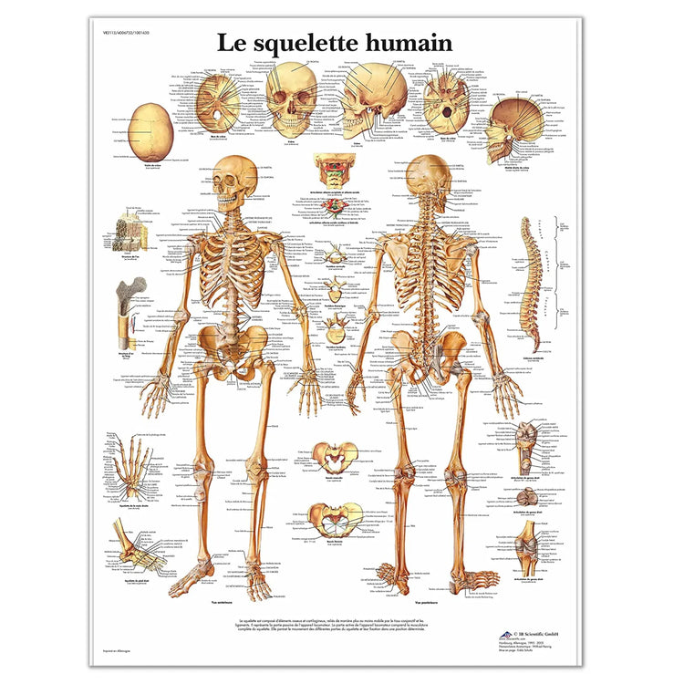 Planche anatomique - Le squelette humain - Anatomie et pathologie - My Podologie